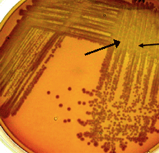 See vacant positions created by lysis of former lab members....are you sure you're up for this?